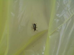 Crioceris paracenthesis