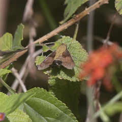 Macroglossum regulus
