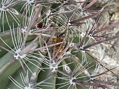 Ferocactus peninsulae
