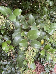 Ligustrum