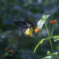 Troides minos