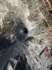 Frontinella pyramitela