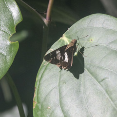 Notocrypta curvifascia