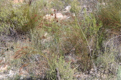 Restio pedicellatus