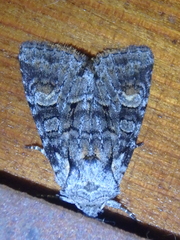 Brachylomia viminalis