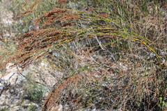 Restio pedicellatus