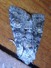 Brachylomia viminalis