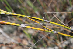 Restio pedicellatus