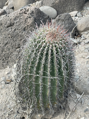 Ferocactus peninsulae