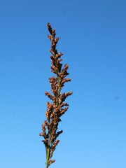 Restio pedicellatus