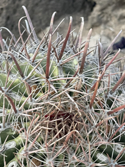 Ferocactus peninsulae