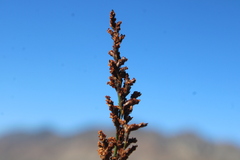 Restio pedicellatus
