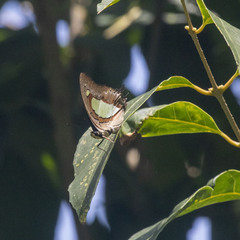 Polyura bharata