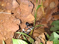 Micrurus surinamensis