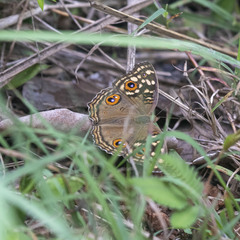 Junonia lemonias