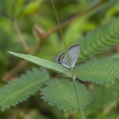Everes lacturnus