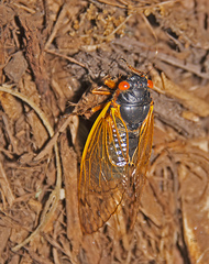 Magicicada septendecim