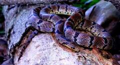 Atractus major