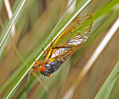 Magicicada septendecim