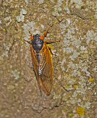 Magicicada septendecim