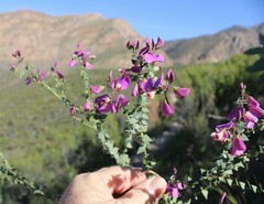 Polygala fruticosa