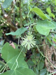 Passiflora lutea