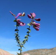 Polygala fruticosa