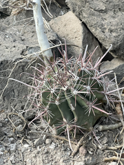 Ferocactus peninsulae