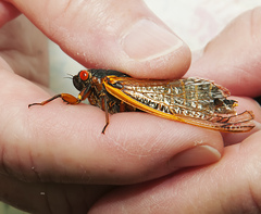 Magicicada septendecim