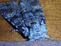 Brachylomia viminalis