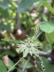 Passiflora lutea