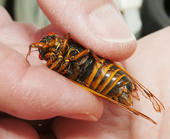 Magicicada septendecim