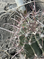 Ferocactus peninsulae