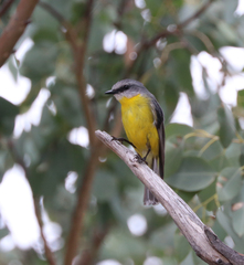 Eopsaltria australis