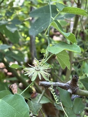 Passiflora lutea