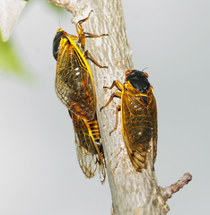 Magicicada septendecim