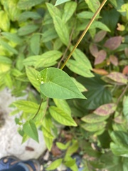 Fallopia scandens