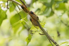 Magicicada septendecim