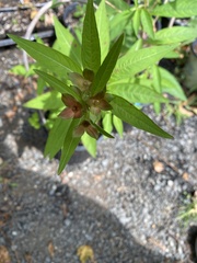 Acalypha gracilens