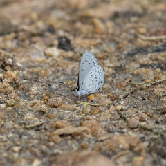 Celastrina lavendularis