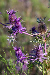 Eryngium leavenworthii