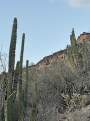 Pachycereus pringlei