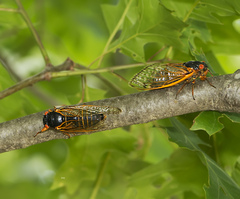 Magicicada septendecim