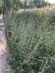 Artemisia vulgaris