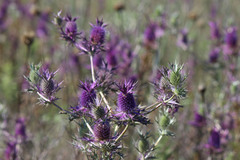 Eryngium leavenworthii