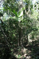 Ptychosperma elegans