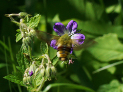 Hemaris fuciformis