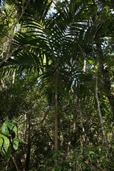 Ptychosperma elegans