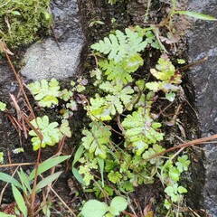 Selaginella delicatula