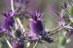 Eryngium leavenworthii